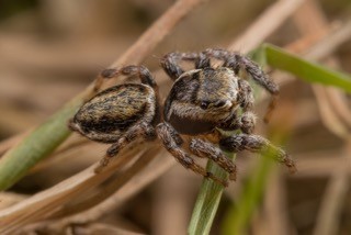 Jumping spider.  Lesley Lancaster