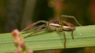 Spider.  Lesley Lancaster