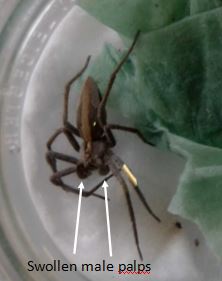 Swollen male palps of a Nursery Web Spider (Pisaura mirabilis) (Photo: C Bell)