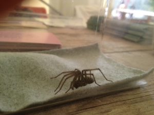 House spider.  C Bell
