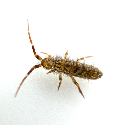 Orchesella villosa (springtail)