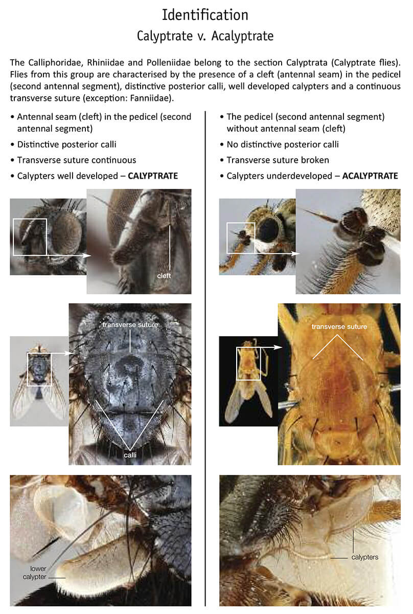 Calyptrate V Acalyptrate Flies