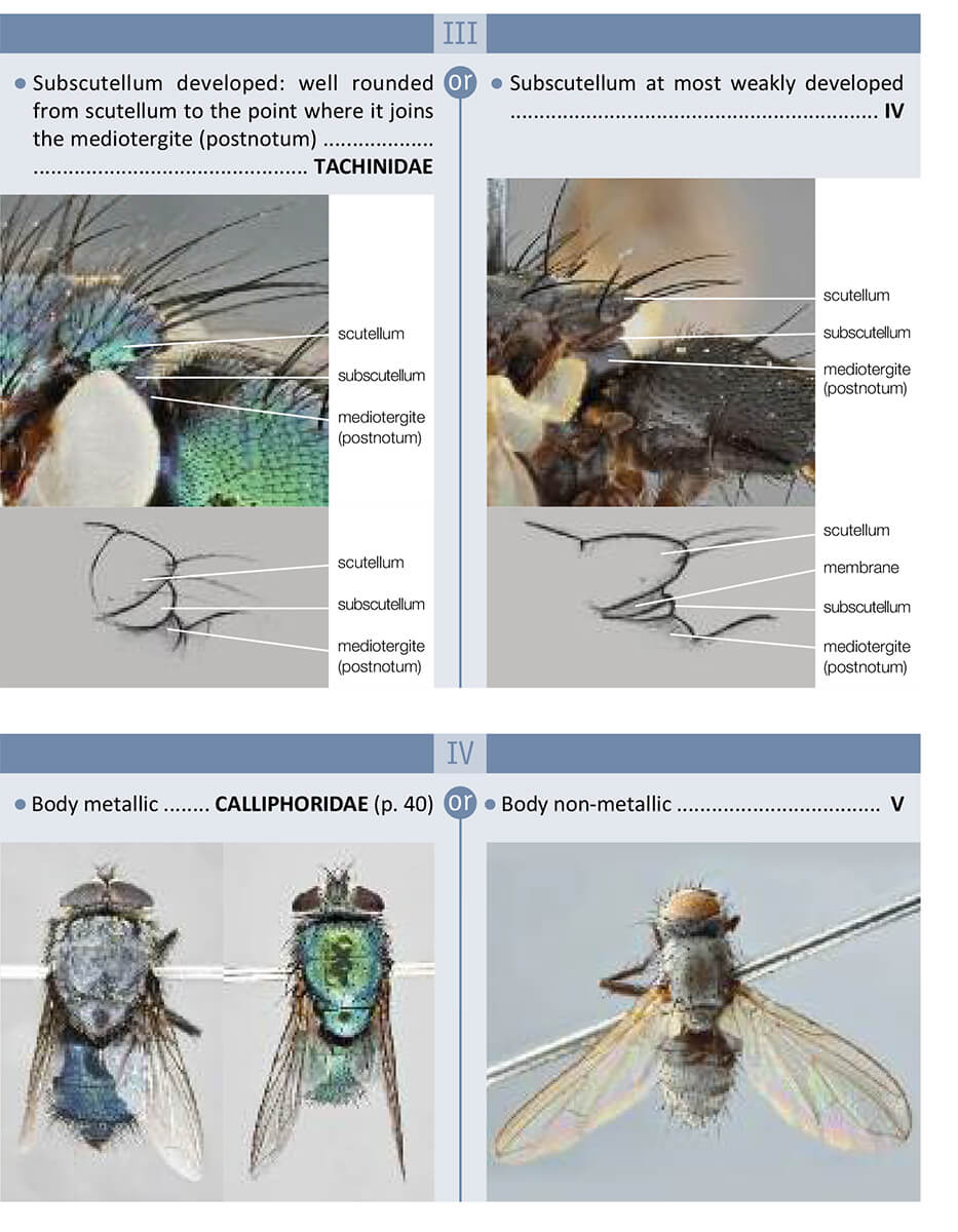 Blowfly Look Alikes