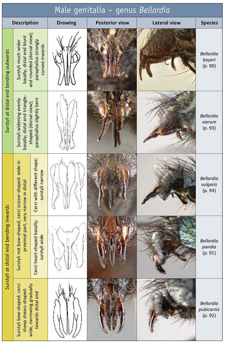Gential Key to Blowflies