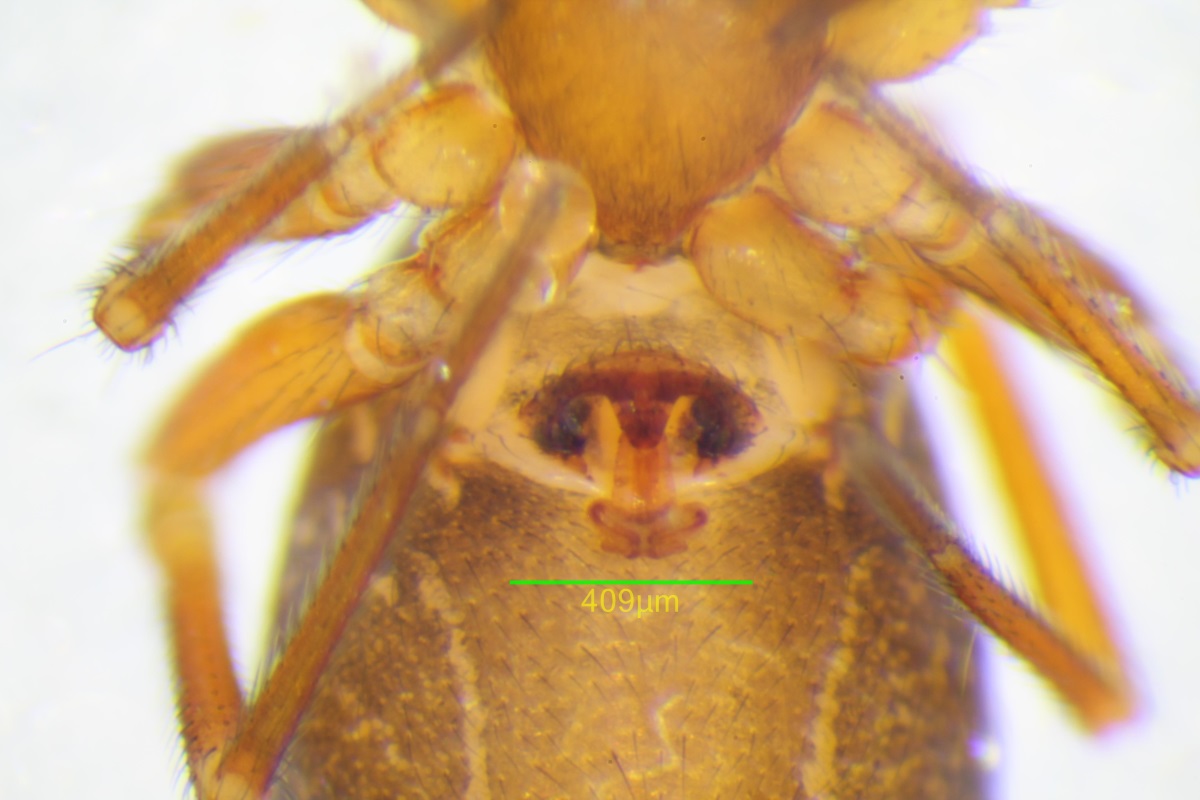 Epigyne of a very unusual Microneta viaria