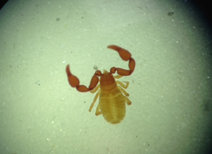 A pseudoscorpion specimen used during our recent workshop.  C Bell