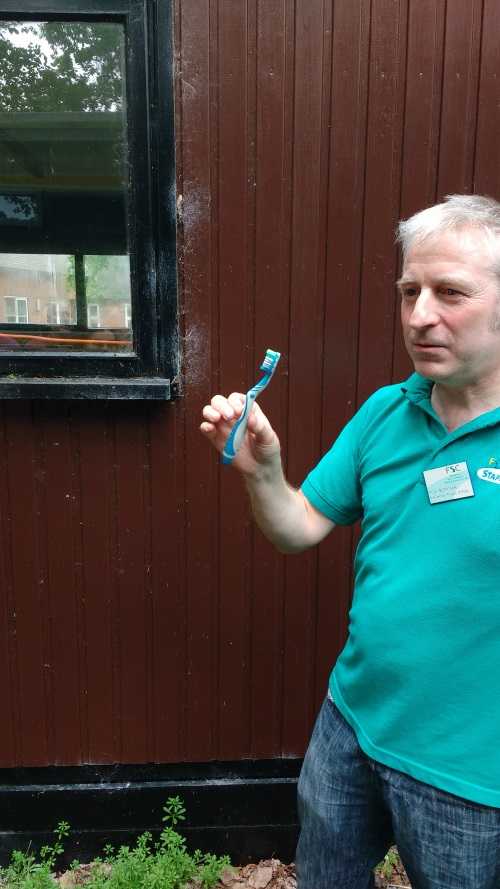 Using a toothbrush to attract spiders