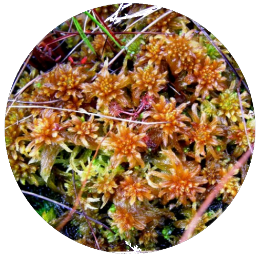 Sphagnum pulcrum (by Martin Godfrey)