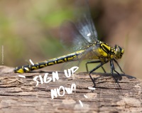 Sign up for clubtail survey