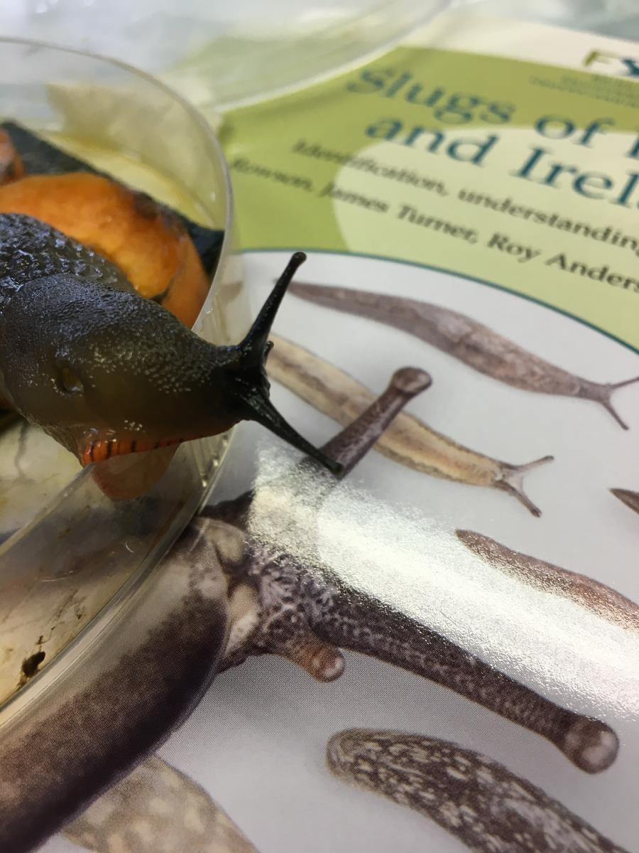 Slug Identification