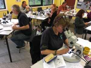 Spider ID with microscopes.  C Bell