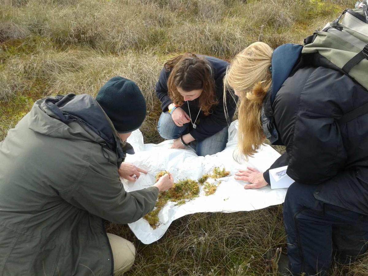 Searching for G. cottonae.  Photo: C Bell