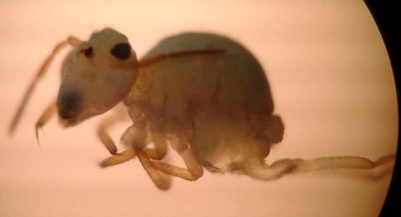 Springtail.  Photo: C.Bell