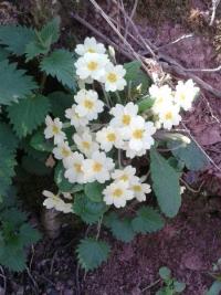 Primrose at Nettlecombe