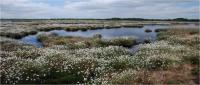 Thorne and Hafield Moors in Summer