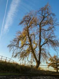 Ash tree in winter.  Photo: Rich Burkmar