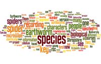 Tom.bio blogs Wordle