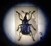 Blue weevil. Photo: C Bell