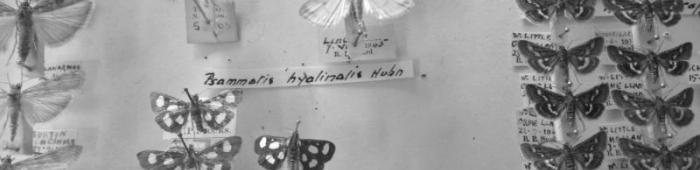 Part of the micromoth collection at Liverpool Museum. C Bell Part of the micromoth collection at Liverpool Museum. C Bell