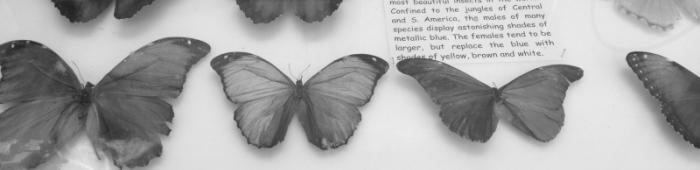 Engaging butterfly collection at World Museum Liverpool. C Bell Engaging butterfly collection at World Museum Liverpool. C Bell