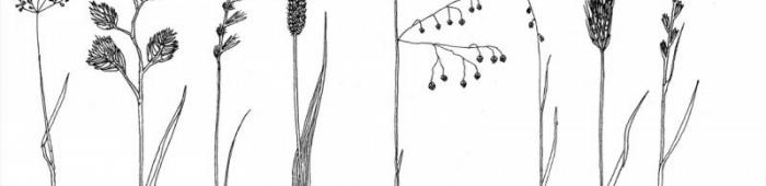 Grasses key sketches. Drawings: S Hyslop Grasses key sketches. Drawings: S Hyslop