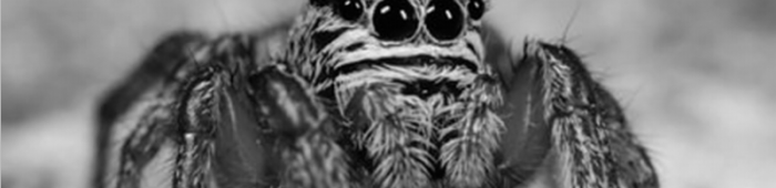 From British Spider's cover