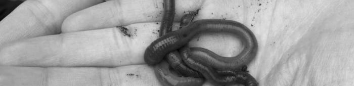 Earthworms in hand.  Photo: M Noble