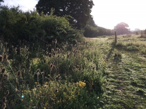 Early morning on Knepp estate