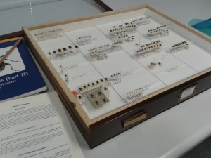 Part of the weevil collection at World Museum Liverpool.  C Bell