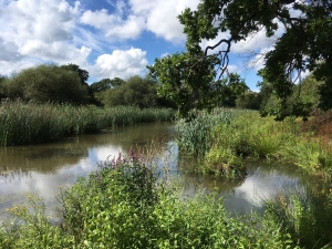 Wetlands at Knepp