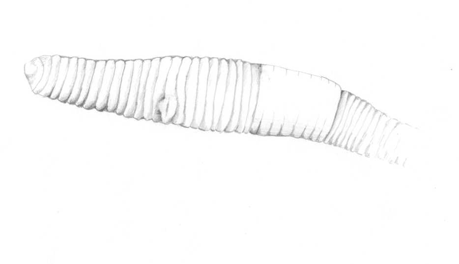 Earthworm.  Illustration: C Bell
