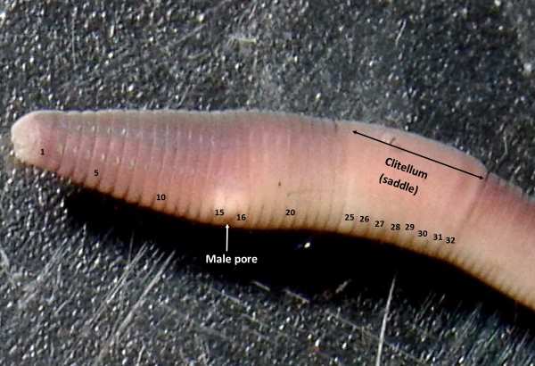 Earthworm viewed down microscope, with labels. Photo: C Bell Earthworm viewed down microscope, with labels. Photo: C Bell