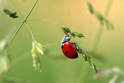 A ladybird