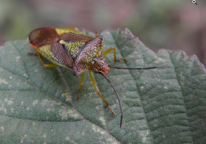 Acanthosoma haemorrhoidale by Maria Justamond