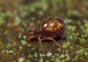 Springtail by David Williams